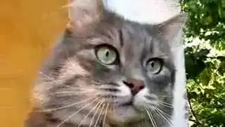 Кот поёт как птица