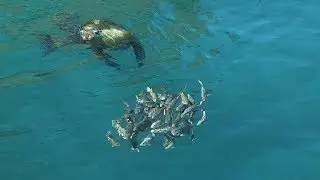 Sea lion single-handedly herds school of fish then feasts!