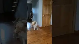 Cooper (Aussie) Doesn’t Like Our New Maid😅 Eufy Robotic Vacuum #roboticvacuum #robotic