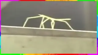 Танцующий палочник