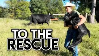Orphaned Calf! Calving Season Off to a Rough Start 🙁