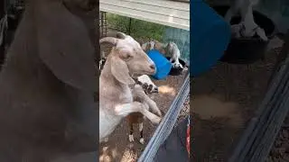Feeding Treats to Goat Kids