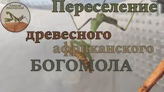 Переселение богомола! Sphodromantis viridis Древесный африканский богомол