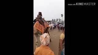 Camel and a Horse in a same frame. Anthiyur horse fair