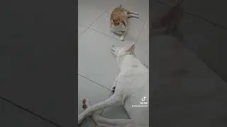 Любишь?