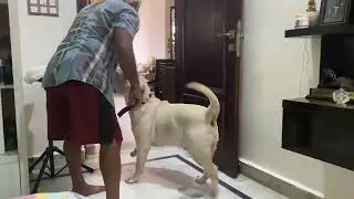 Can you figure out, who’s enjoying more?