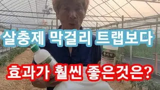아무도 안알려주는 살충제 막걸리트랩 보다 효과가 훨씬 좋은것은? 주말농장,텃밭,고추담배나방,진딧문약 살충제 제초제,