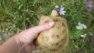 Что ест Пышка летом...