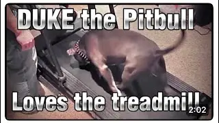 DUKE the Amazing Pitbull - This DOG Loves to Run on the Treadmill | 418K Views, Watch Here: