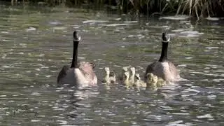 Fox Fright Goslings 4K30p from 8K30p V1 Watermark