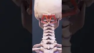 How the Sternocleidomastoid Muscle Controls Head Rotation and Neck Movement