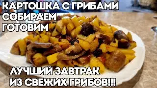 ПРОБЕЖАЛСЯ С УТРЕЦА ПО ОКРЕСТНОСТЯМ | НАБРАЛ ГРИБОЧКОВ НА ЖАРЁХУ | ЖАРЕНАЯ КАРТОШКА С ГРИБАМИ