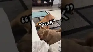 Whisper Dog's favorite word and record reaction challenge🤩🙈cute challenge🥺❤#shorts #short #cutedogs