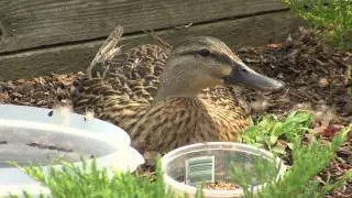 Adams Farm Pool Duck by Lenslinger