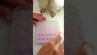 Поп ит и собака🐩 /Pop it and dog🐩
