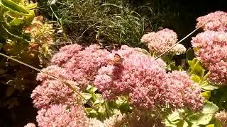 Шмели и бабочки на цветах. РЕПЕЙНИЦЫ 🦋🦋🦋