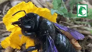 Abejorro azul o abejorro carpintero Xylocopa violácea