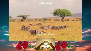 Kaba Wega 💜 K1 & W1 💜 Code is Law ⚖️