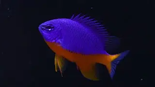 100 g  reef tank | july 2022