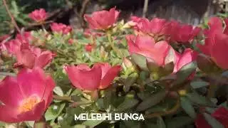 #kembangkrokot #mawartanah # beautyindonesia Keindahan bunga KROKOT