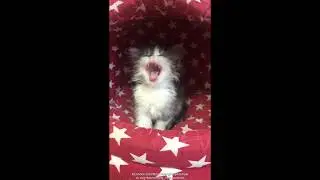 Котёнок зевает :)