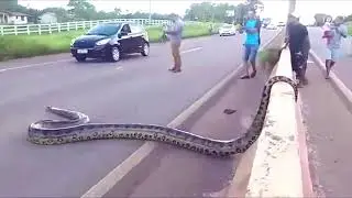 ANACONDA ON STREET
