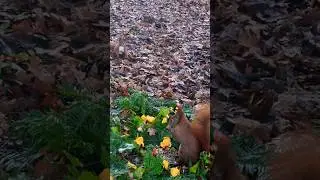 🤣 two squirrels fighting for food🤜