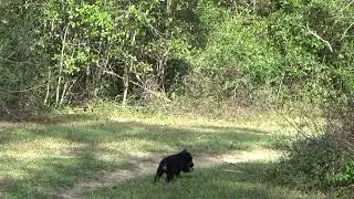Brown collar Blk/Tan Gsd Male - Volhard Clip6