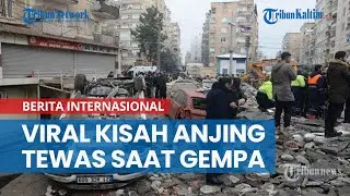 Viral Kisah Proteo, Anjing Meksiko Tewas Tertimpa Puing Saat Cari Korban Gempa Turki