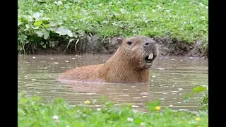 capybaras fight