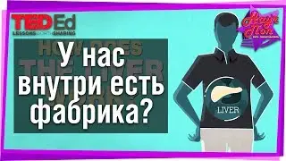 🏭 Фабрика внутри нас или как работает печень? [ ted ed на русском ]