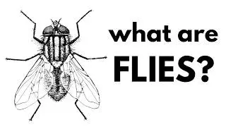 What Are Flies?