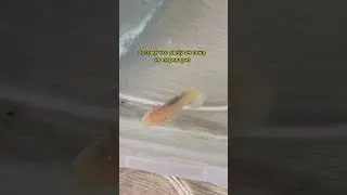 Caring for a baby axolotl💖 