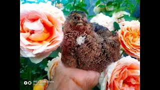Перепела:советы начинающим.Содержание и Разведение.Ответы на Ваши вопросы.