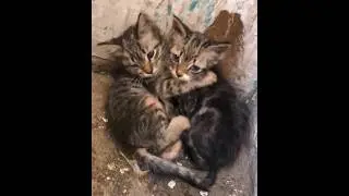 Poor Kittens Didn't Find Mercy In Human, Everyone Had Abandoned Them & Left To Their Unknown Fate!