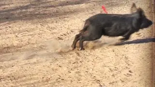 THE RED MIST HOG!!