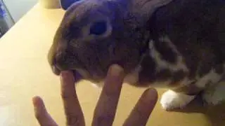 Rabbit licking my hand
