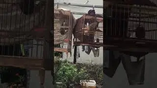 Chào mào hót ché xoè đẹp