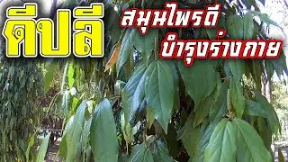 ต้นดีปลี | ประโยชน์ของ ดีปลี สรรพคุณ และ ลักษณะ | ต้นดีปลี สมุนไพรไทย | ดีปลีแก้โรคอะไรได้บ้าง