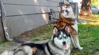 🐺🐺 My Huskies' Daily Routine! (short video)