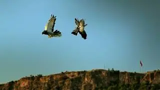 pigeons GÜVERCİN
