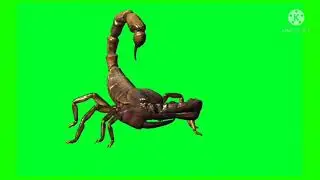 scorpion green screen effect / ncr green screen