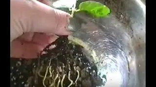 Укоренение черенков жасмина.