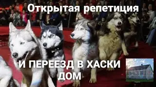 Открытая репетиция в цирке. Дрессированные собачки переезжают в Дом Хаски / circus husky Husky House