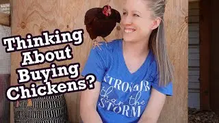 What Chickens Actually Cost