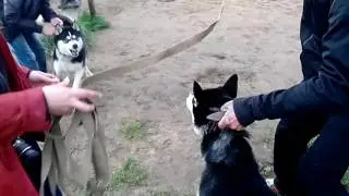 Хаски поговорили по душам