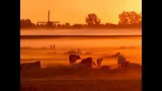 Thijs van Domburg - De Groene Draeck