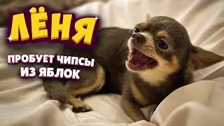 Лёня пробует чипсы яблок