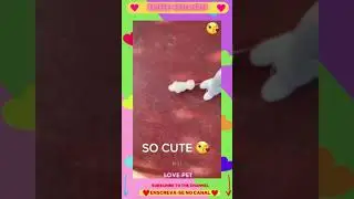Doguinho brincalhão #shorts (cute babys dogs)