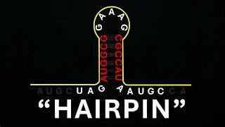 What Are Hairpins? (RNA Secondary Stuctures)